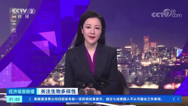 聚焦COP152 | 生态逐渐恢复 可可西里无人区重现藏羚羊迁徙震撼场面(CCTV2《经济信息联播》)