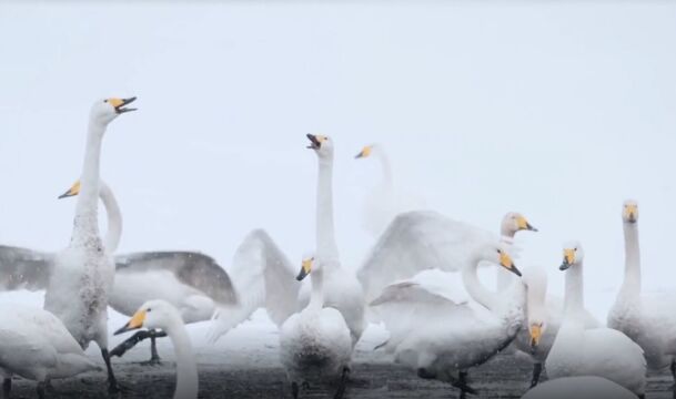 画面唯美!成群天鹅在大雪中凌空翱翔,“天鹅沐雪”美如童话世界