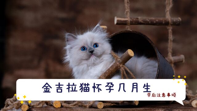 金吉拉猫怀孕几月生