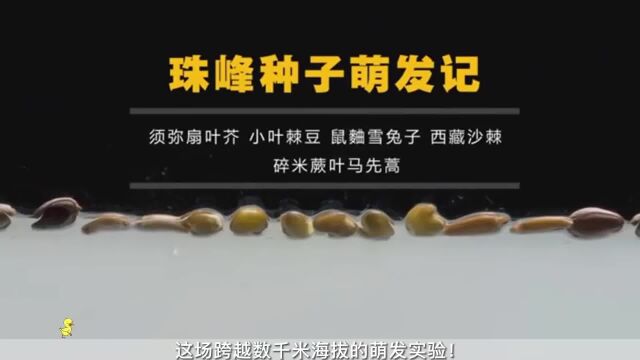 创记录!6212米采集的珠峰种子,全部萌发! #自然教育 #植物科普 #自然美育 #科普一下 #神奇的大自然