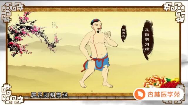 026【胃经】26.四白穴—中医护眼祛黑的特效穴