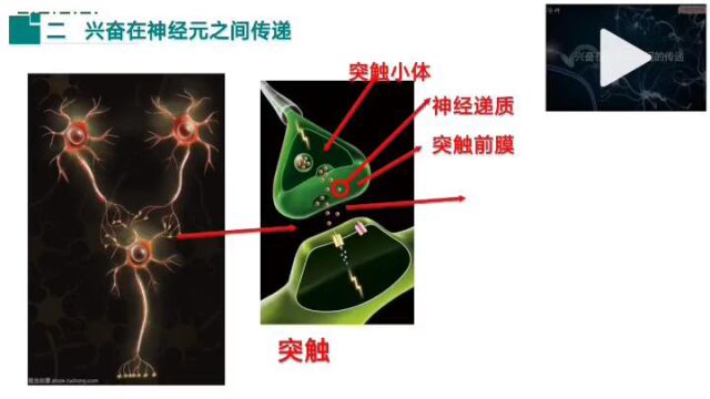 神经调节考点二