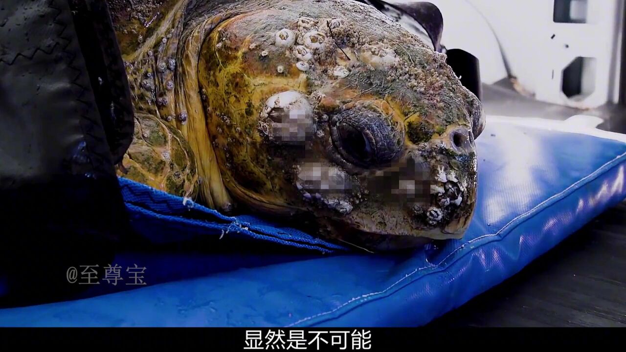 大海龟脸上长满藤壶,让救援小哥无从下手,密恐者慎入