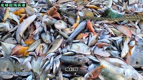 国外赶海抓螃蟹海捕钓鱼国外深海捕捞,接连上两网超过5000斤鱼获,大家见识下几十个品种_高清完整版视频在线观看_腾讯视频
