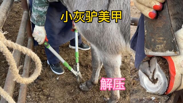 给小灰驴做美甲,师傅把蹄芯挖得干净彻底,修完蹄毛驴欢快的跑了