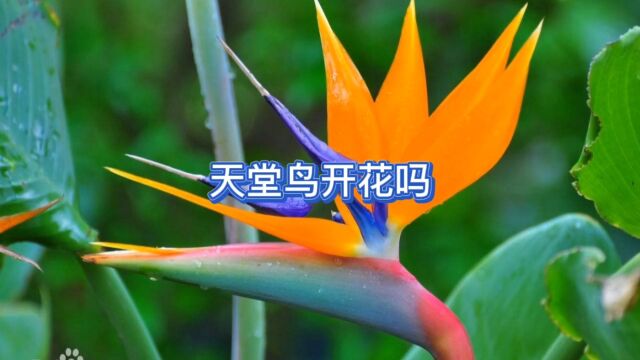 天堂鸟开花吗?一起来看看