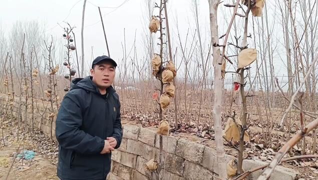 金秋蜜梨品种介绍 金秋蜜梨树苗适合南北方种植的晚熟梨新品种 #金秋蜜梨 #金秋蜜梨树苗 #梨树苗