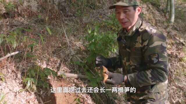 挖笋千万记住这五条诀窍!一天能挖上百斤,挖冬笋也可以这么简单