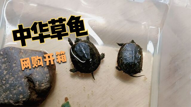 中华草龟真便宜,从网上买俩拆箱看看,这包装太凑合了