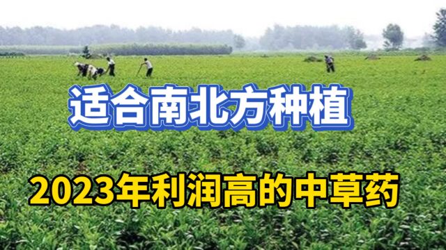 高利润的药材来了,一公斤40元,亩产3000斤,50亩利润50万,收藏