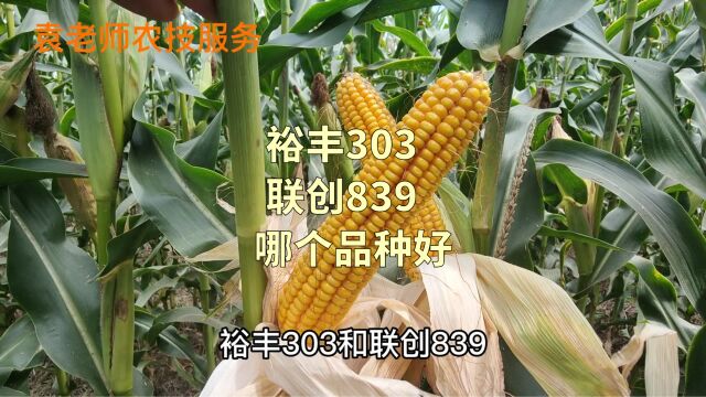 裕丰303与联创839,这两个玉米品种有什么区别,哪个品种更好