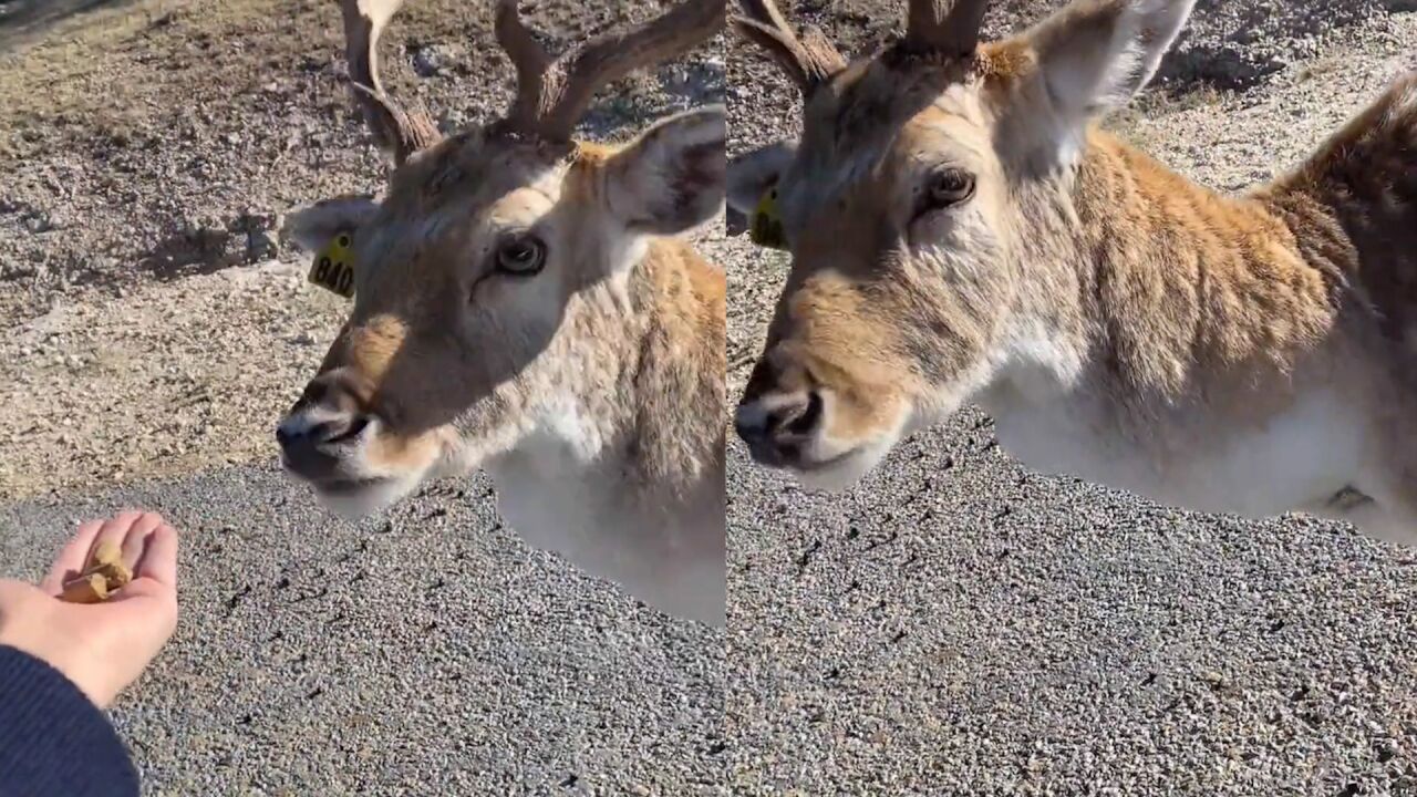 女子伸手给小鹿投喂食物,鹿对着女子不停礼貌鞠躬,真相令人爆笑