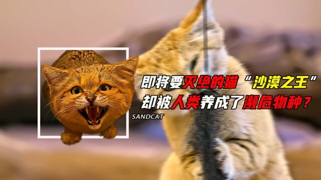 猫竟然被人类养灭绝,现全世界禁养,不久将来你在也见不到它了!