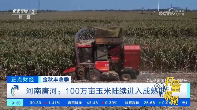 河南唐河:长势良好,100万亩玉米陆续进入成熟期