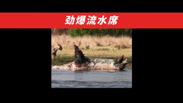 狮子们那会爆炸的“劲爆流水席”也是真的好家伙了#妈呀太香了