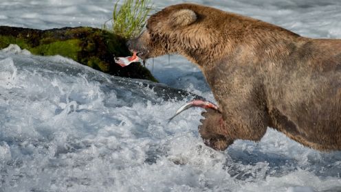 百万条鲑鱼洄游产卵，却遭棕熊半路打劫，棕熊河边享受鲑鱼盛宴！