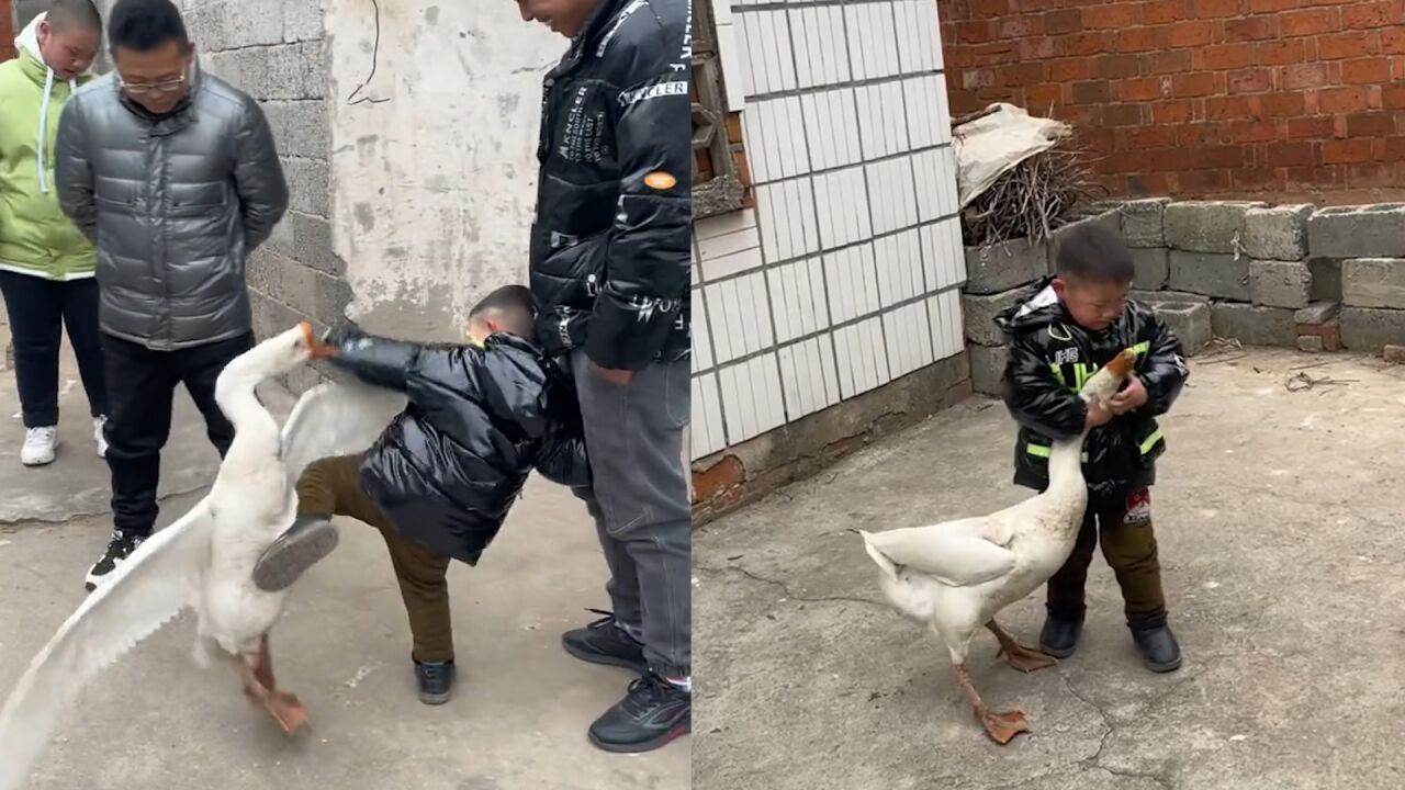 3岁孩子与大鹅打架一招锁喉制服,家人:他谁都不怕