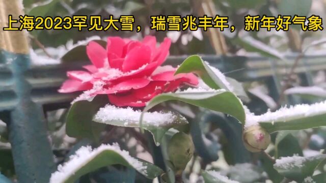 上海2023罕见大雪,瑞雪兆丰年,新年好气象