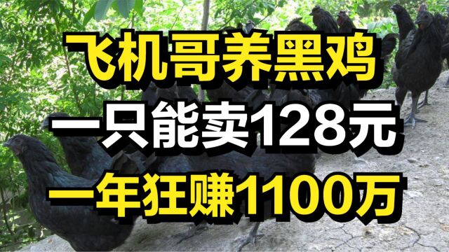 飞机哥养鸡化身飞鸡哥,一只鸡能卖128元,一年狂赚1100万元!