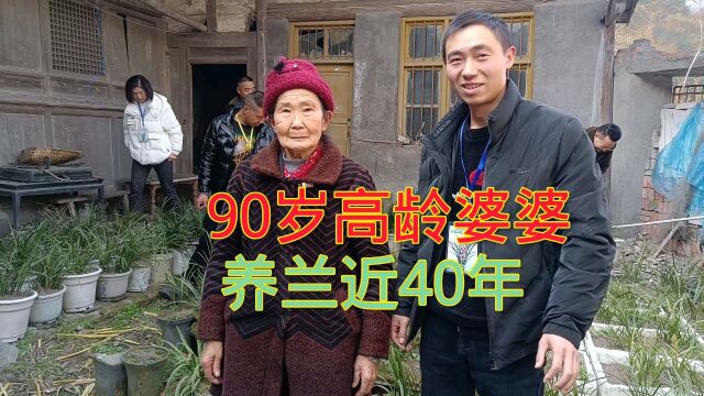 高龄婆婆养兰40年,爱兰却管理不足,讨论如何处理上百盆兰花呢