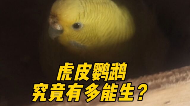 虎皮鹦鹉究竟有多能生?家里的虎皮鹦鹉第3窝蛋又开始出壳了