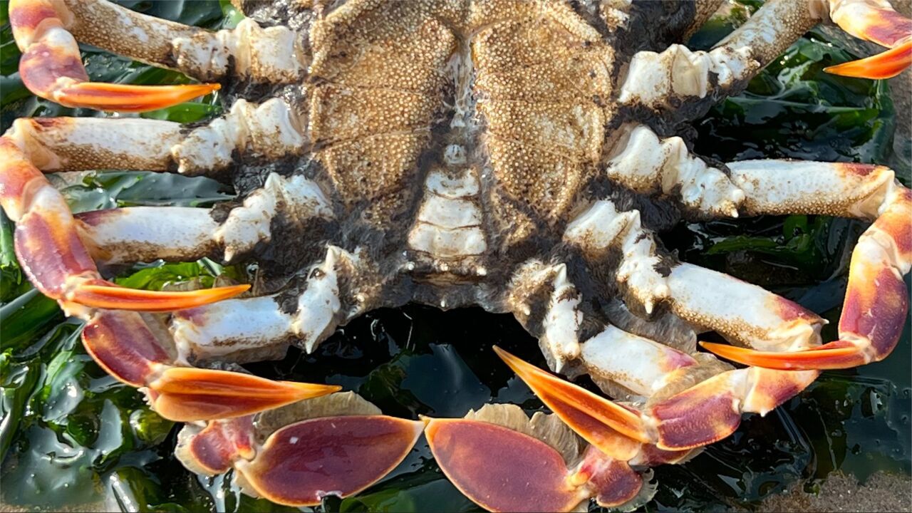 大庆赶海,退潮后发现比手还大的黑色马面蟹,还有水母紫色触须