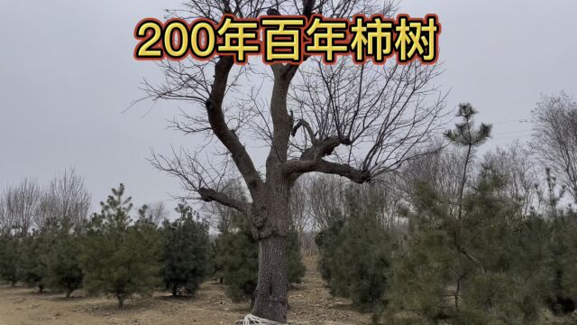 山东一棵200多年“百年柿树”,99%的山东人都不知道,见者好运~