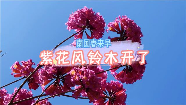 紫花风铃木盛放,春天在往深处走去