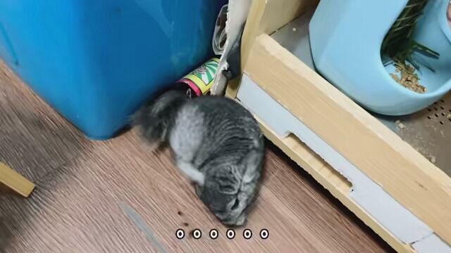 #龙猫 #可爱