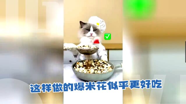 妈妈我饿了,做饭猫咪1