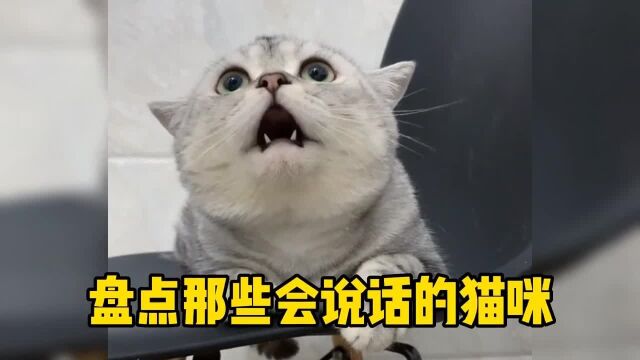 盘点那些会说话的猫咪