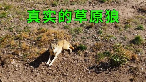 自驾来到内蒙乌拉盖，发现了几十头野狼，看看真实的草原狼是啥样