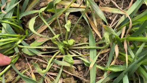 比荠菜还美味的野菜"油勺子",老一辈都吃过,如今很少有人认识它