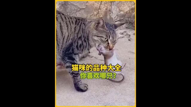 宠物解说:猫咪的品种大全,你喜欢哪只?