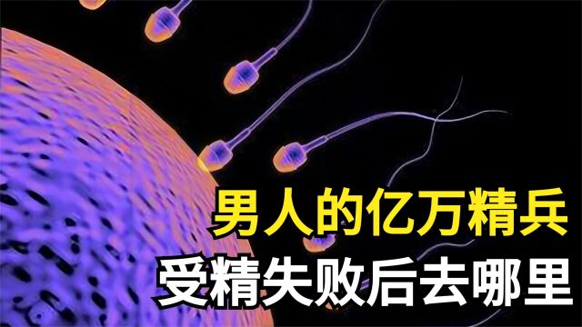 男人一次产4亿颗精子,只有一颗活到最后,失败的精子去哪了?