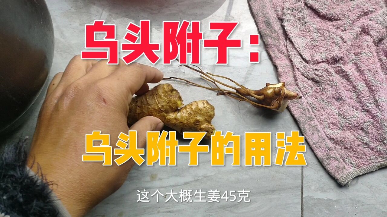 生乌头附子:用法很简单,没用过的可以看看用时不心慌_高清1080P在线观看平台_腾讯视频