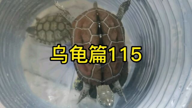 日常生活205乌龟篇115