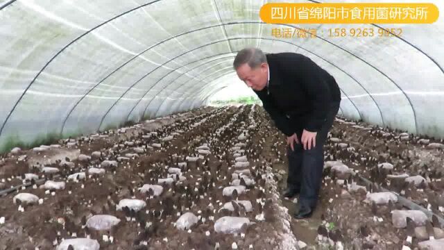 羊肚菌种植技术培训:学技术到源头,四川省绵阳市食用菌研究所