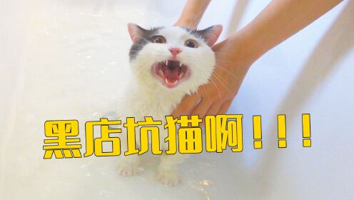 猫：我好像进了家黑店_高清