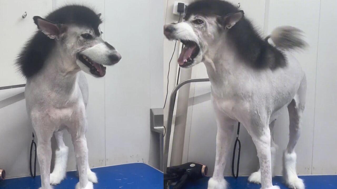 阿拉斯加被主人带去剃毛,剃的驴里驴气直叫唤:狗见了都得嘲笑
