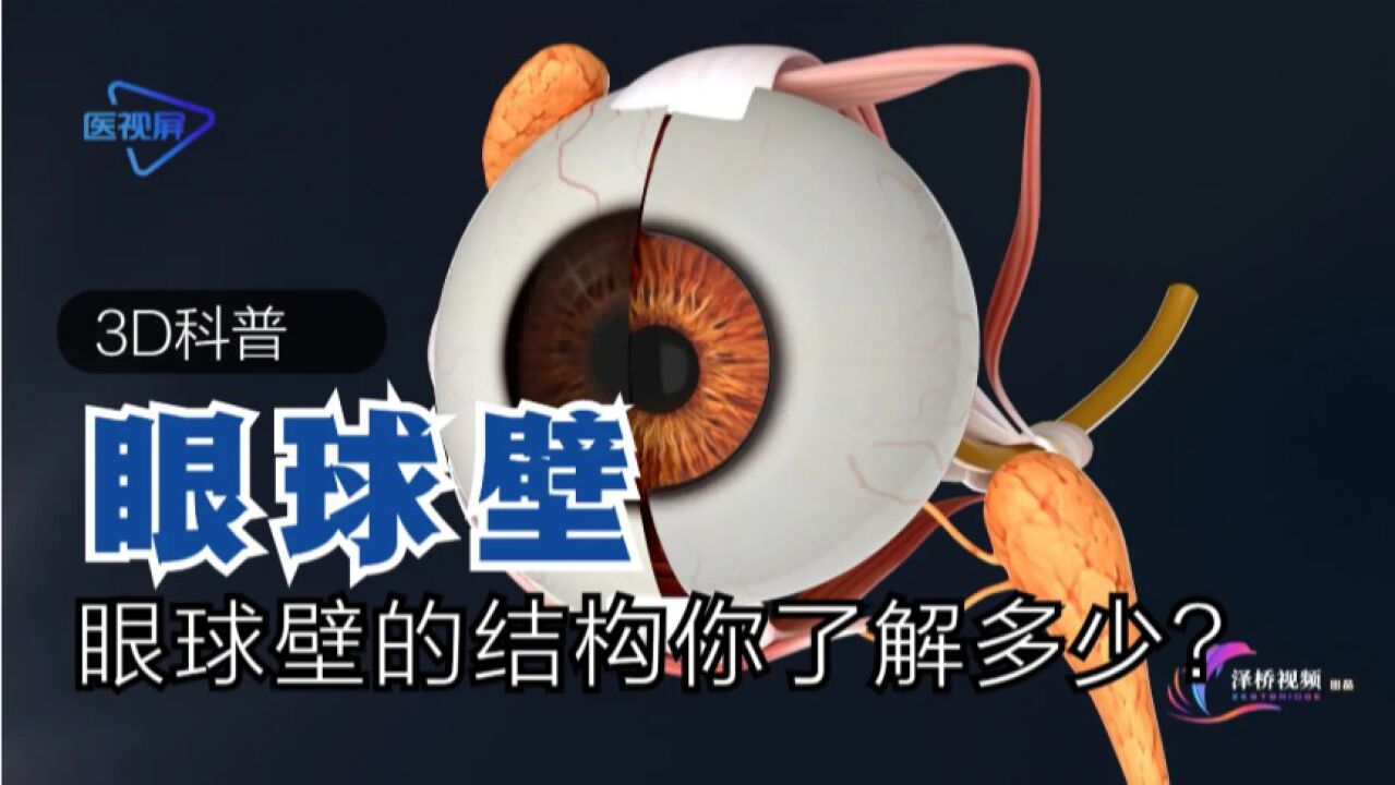 一个3D视频带你了解眼球构造_高清