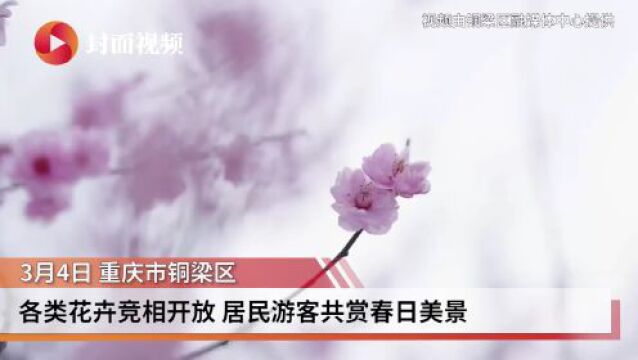 重庆铜梁:各类花卉竞相开放 居民游客共赏春日美景