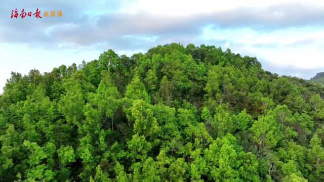 感受雨林的浪漫 五指山旅游实用攻略请收藏