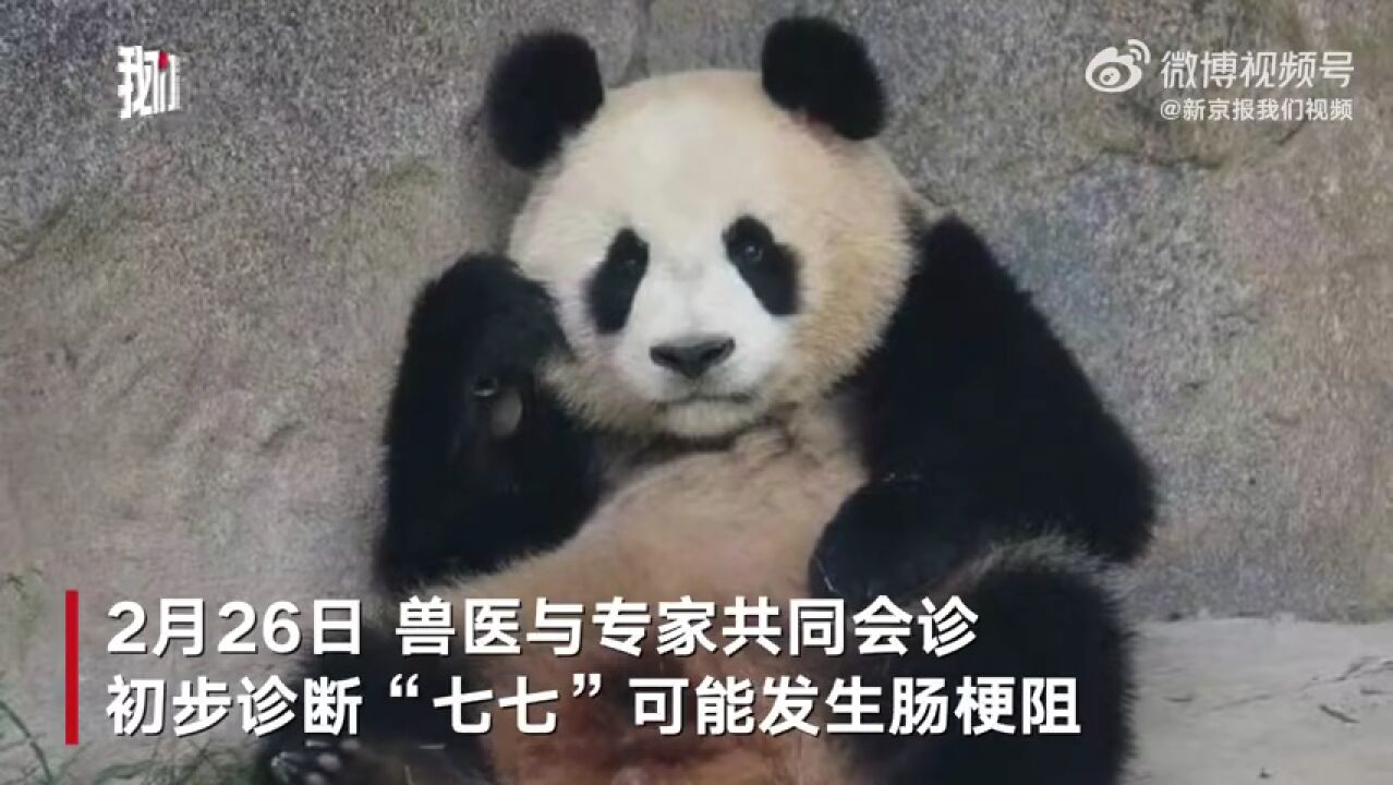 大熊猫"七七"突发肠梗阻,专家组会诊后决定手术