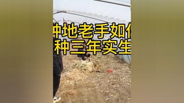 种地老手如何连续几年种植实生苗的#分享农业知识帮农民增产增收 #农业种植 #新农人 #三农