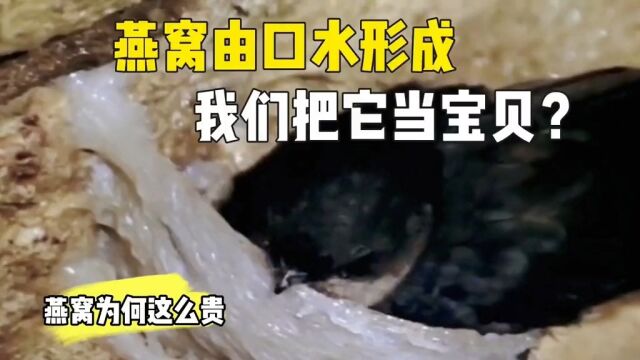 燕窝由燕子口水形成,我们竟把它当宝贝,价格还那么贵,这是为啥#燕窝#科普