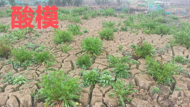 这就是酸模又叫野菠菜是药食两用的好野菜