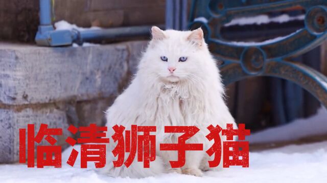 中华田园猫颜值巅峰,临清狮子猫!