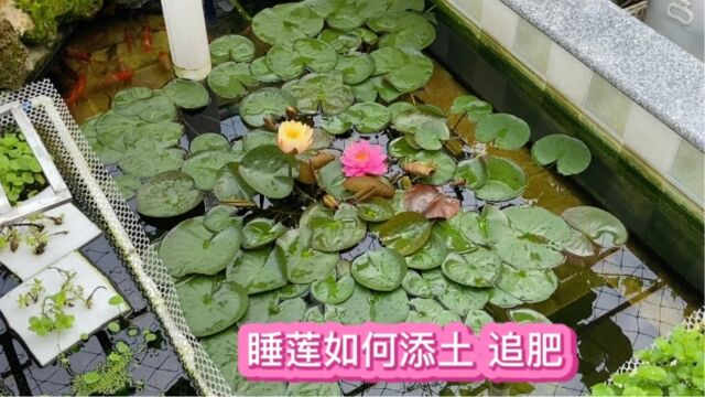 春天到 楼顶鱼池里种的睡莲该添土追肥了 小花盆也能种出大睡莲