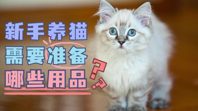 新手养猫需要准备哪些用品?以下6点必备!